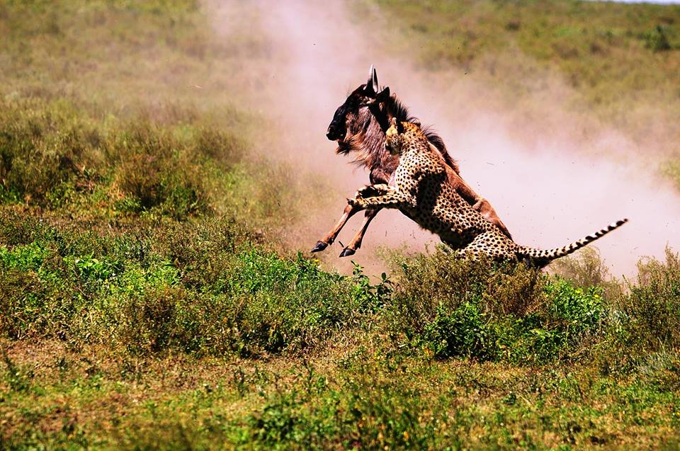 Safari